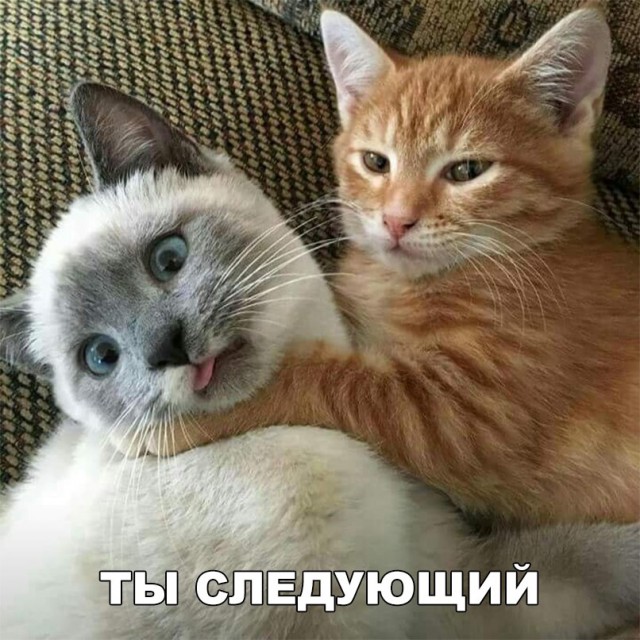 Кот без прикрас