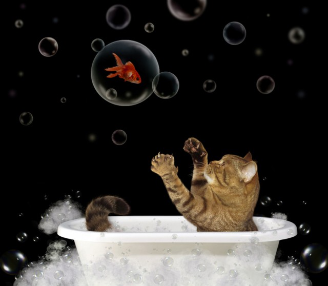 С котом по жизни