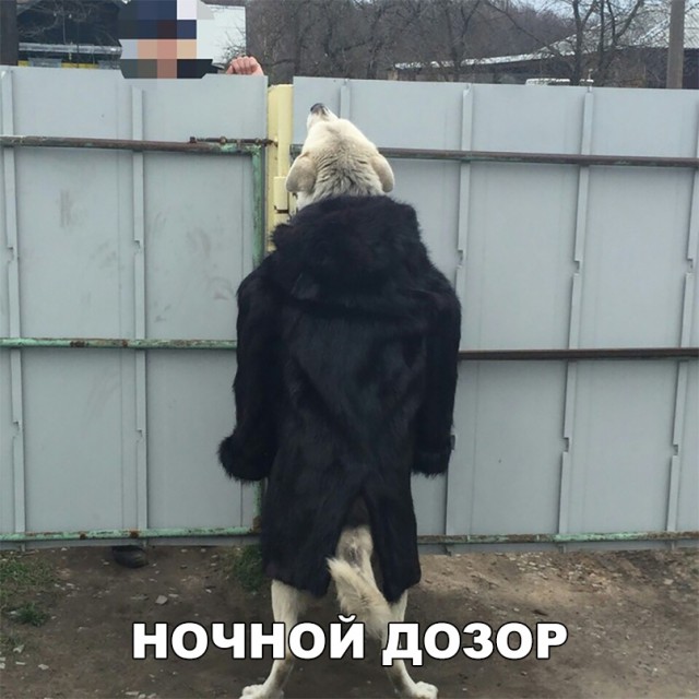 Прикольные картинки