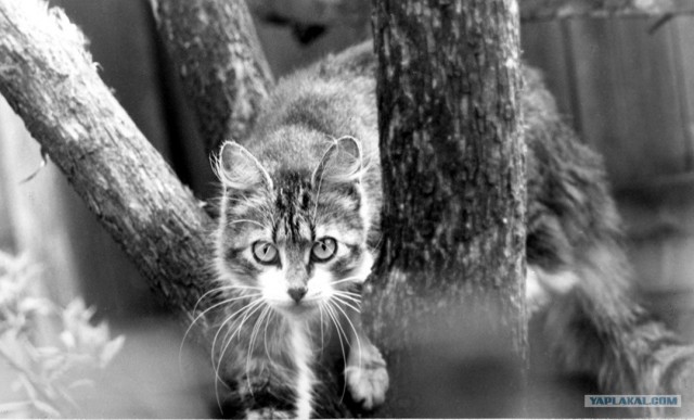 Котовторник на ЯПлакалъ 08.07.2008