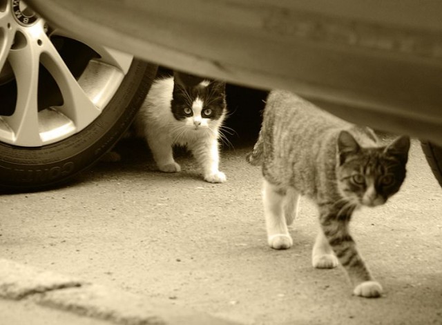 Уррааа! Котовторник на ЯПлакалъ!