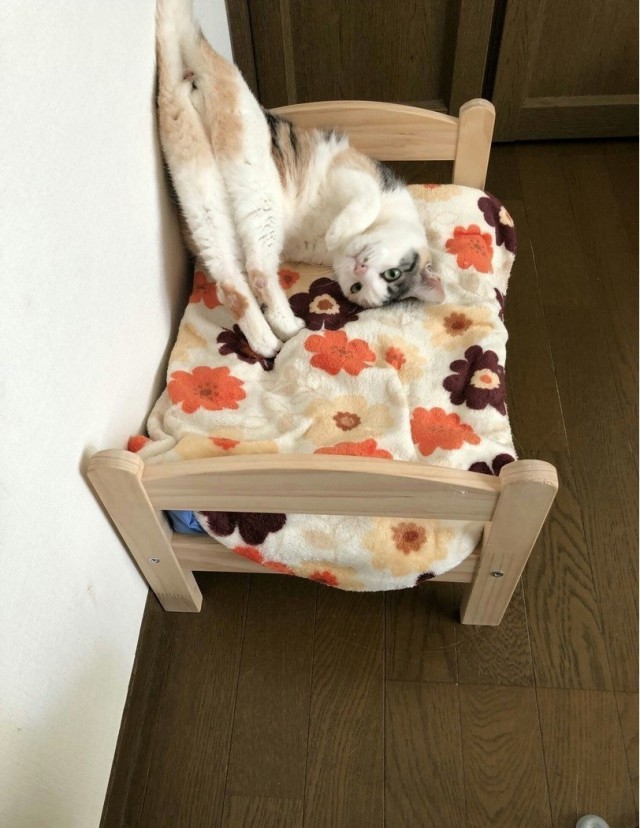 Прикольных котов пост