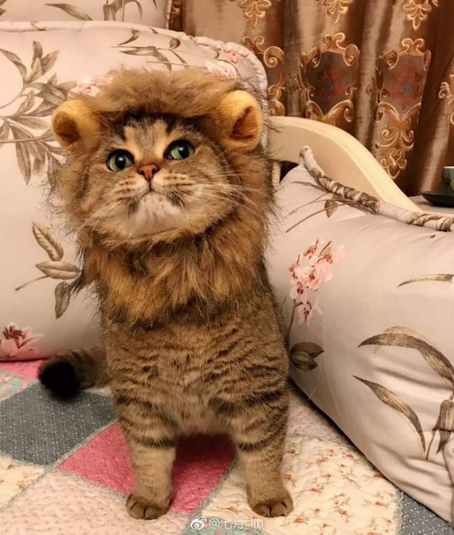 Прикольных котов пост