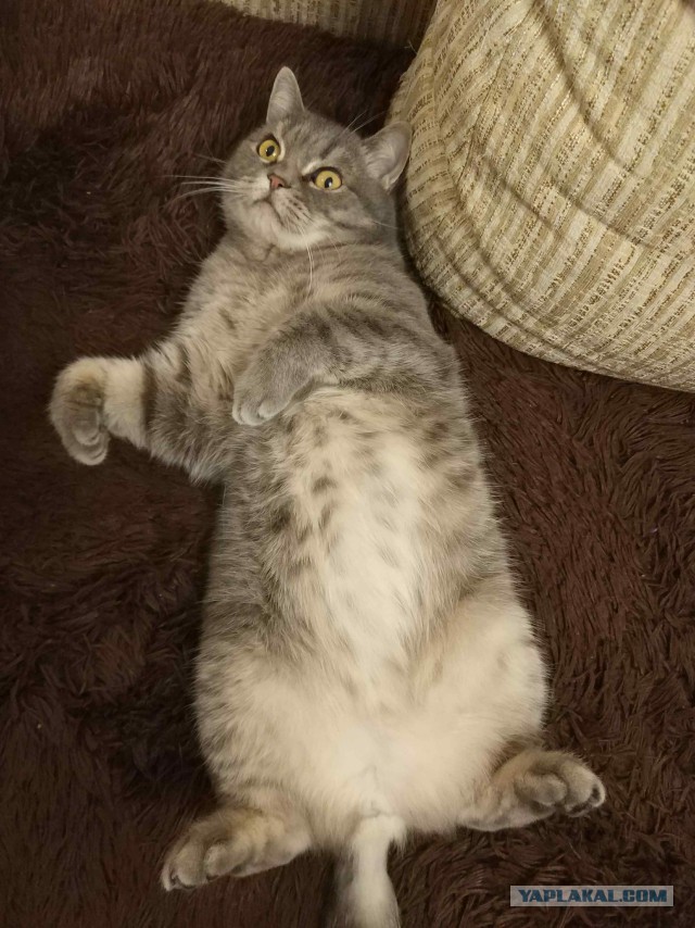 Котовторник 11.09.18.