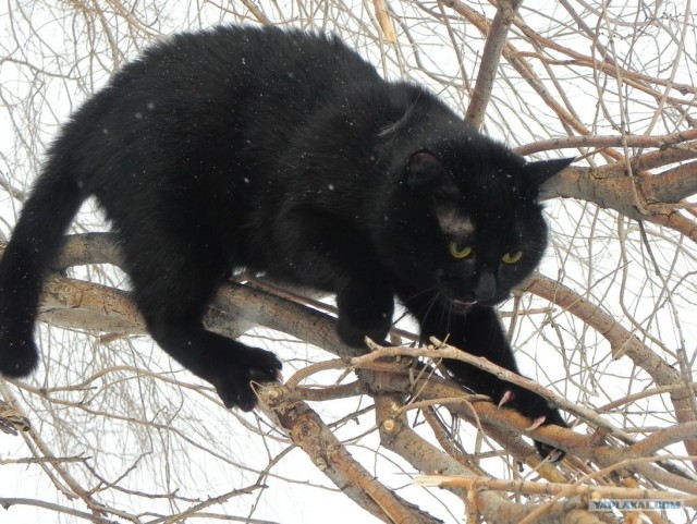 Котейкин вторник! Космический 12.04!