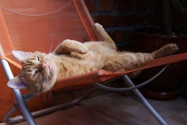 Состоятельный котовторник
