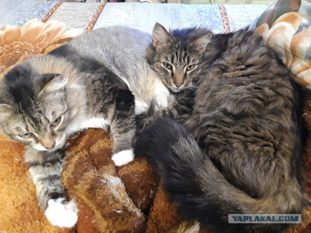 Котовторник (20.11.18)