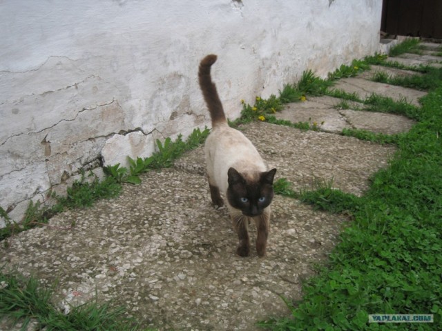 Котовторник (24. 01. 2012 )