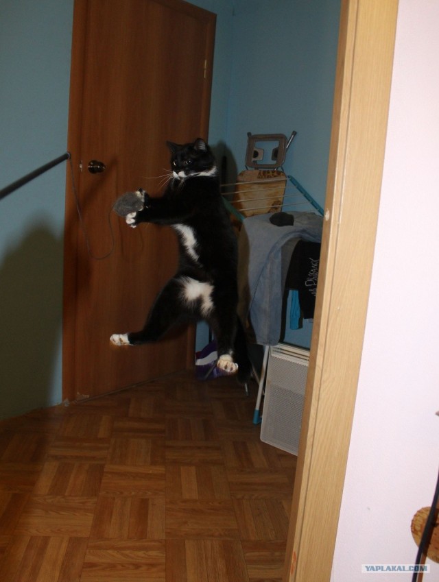 Котовторник (14.02.2012)