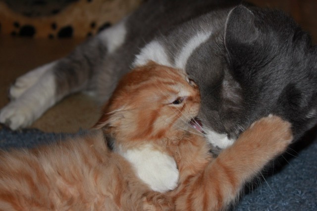 Котовторник (28.02.2012)