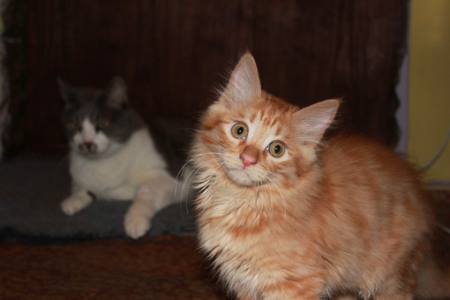 Котовторник! 13.03.2012