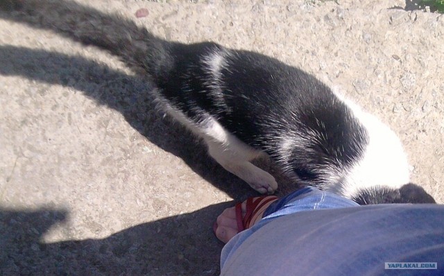Котовторник  19.06.2012