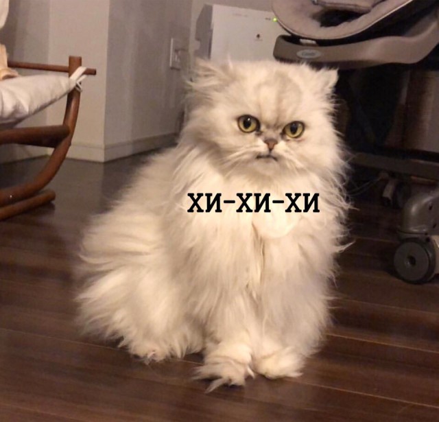 Прикольных котов пост