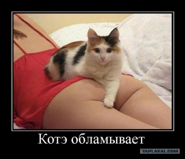 16 лучших котов сезона