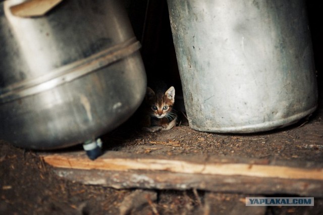 Новогодний Котовторник 01.01.2013