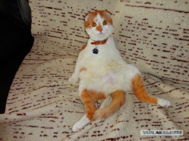 Котовторник 19.02.2013