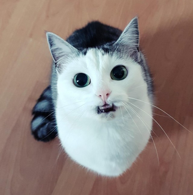 Котики