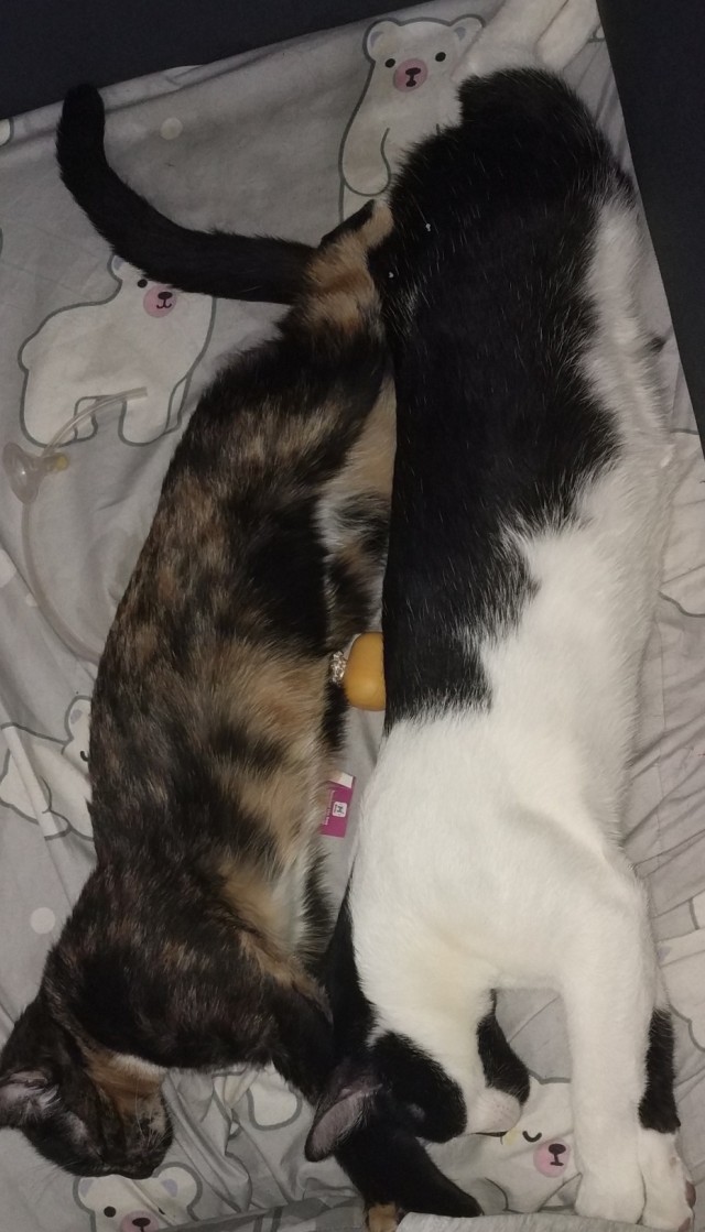Кошка открывает дверь самостоятельно