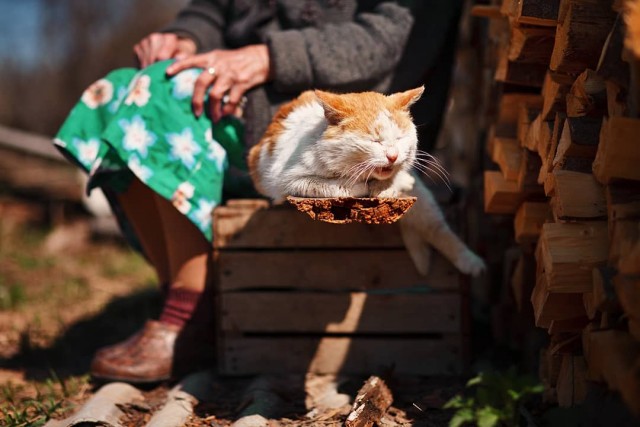 Деревенские котейки