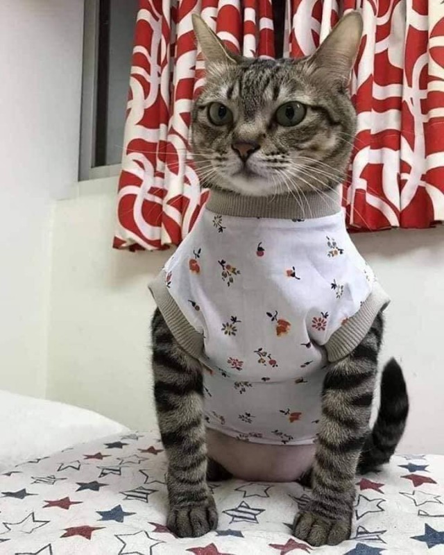 Забавные животные