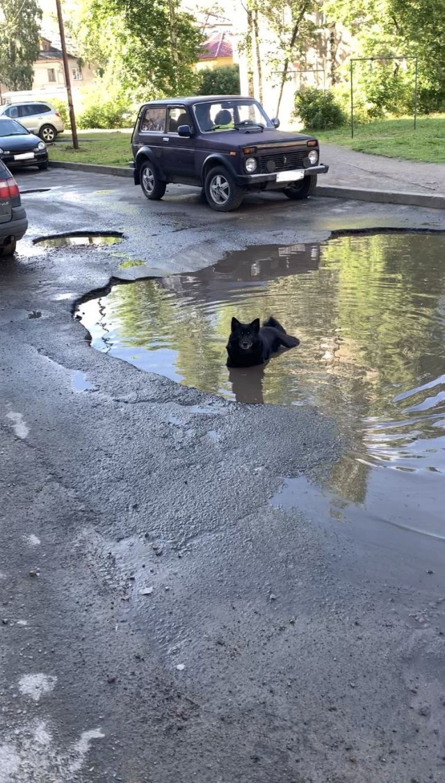 Эти забавные животные
