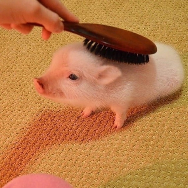 Эти забавные животные