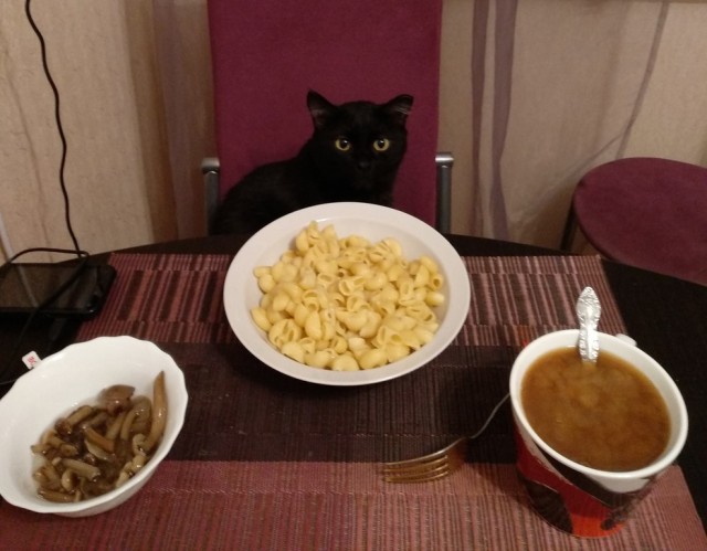 Котовторник. Добавляйте своих