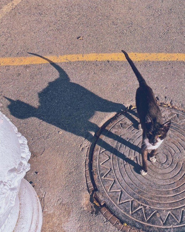 Уличные котаны