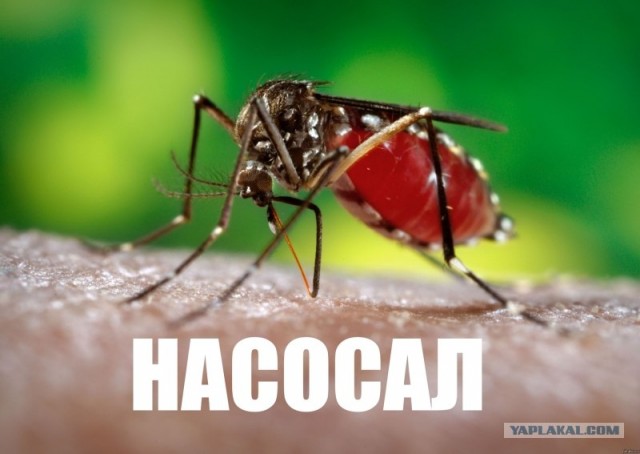 Нарушитель на Бугатти Вейрон
