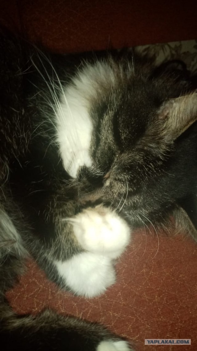 Даешь котовторник!