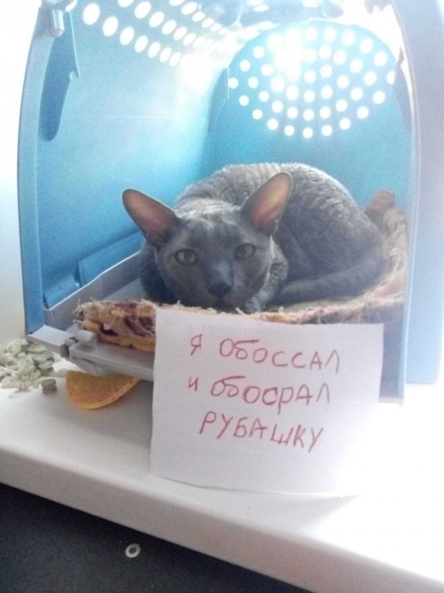 Подборка всякой живности