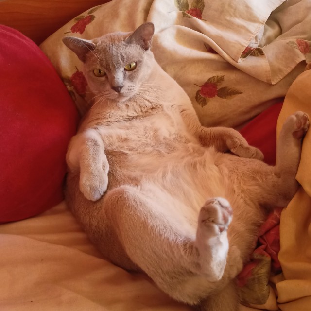 Вторник-кото