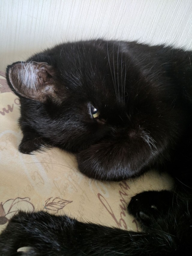 А котовторник уже начался?