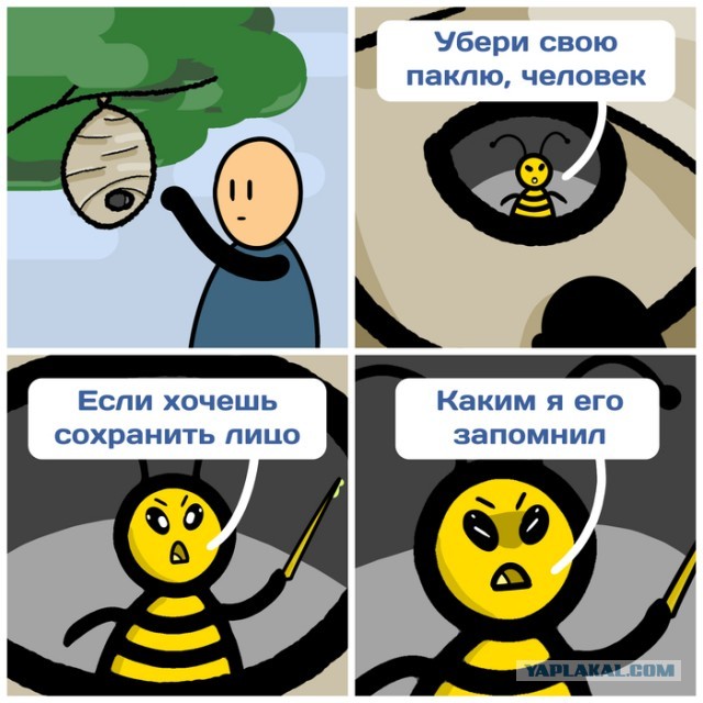 Осы в Смоленске