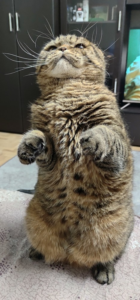 Котовторник