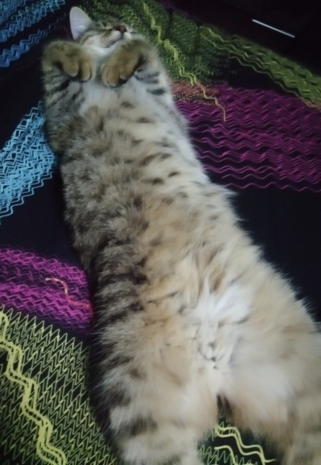 Вы, что спите? Вставайте, котовторник же!