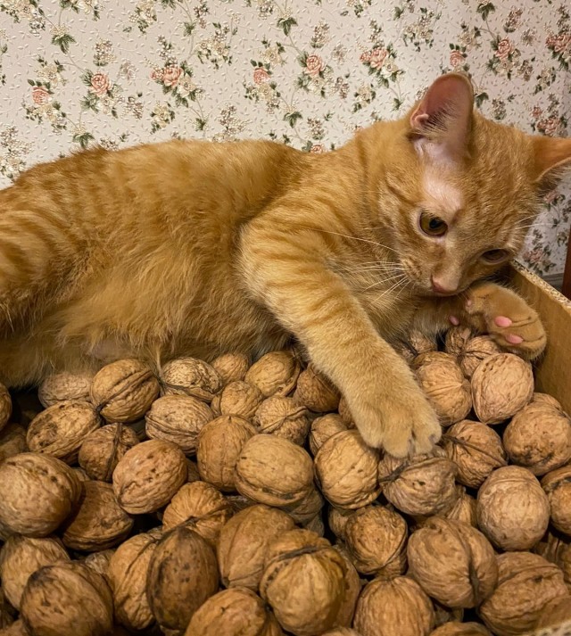 Вторник. Котэ. Пора