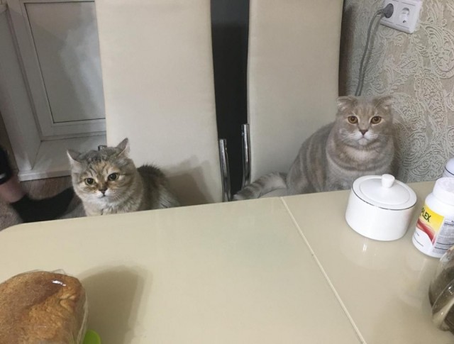 Господа и дамы ЯПа! Котовторник у нас начался! Отойдите от политоты и давайте котиков побольше!
