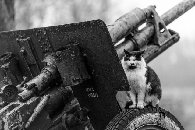 Война и Котики