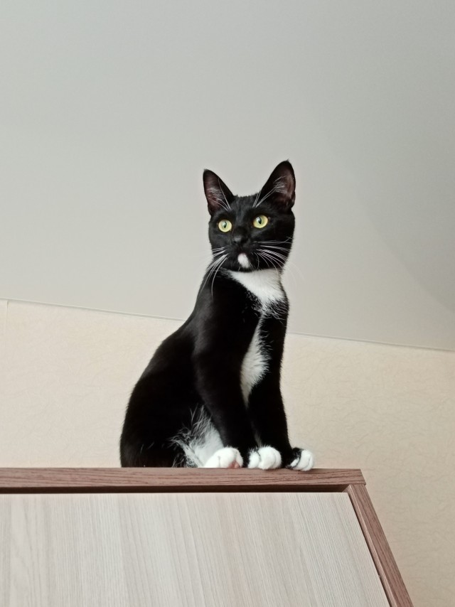 Котовторник вроде.