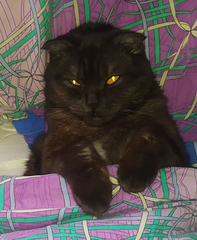Котовторник