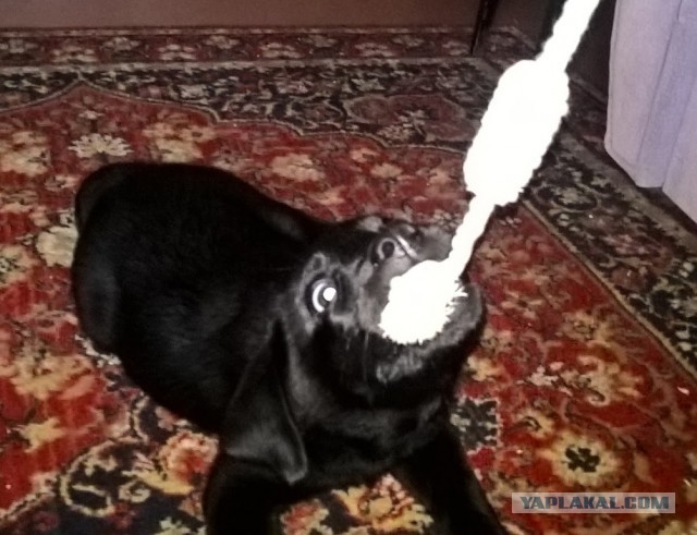 Лохматый друг
