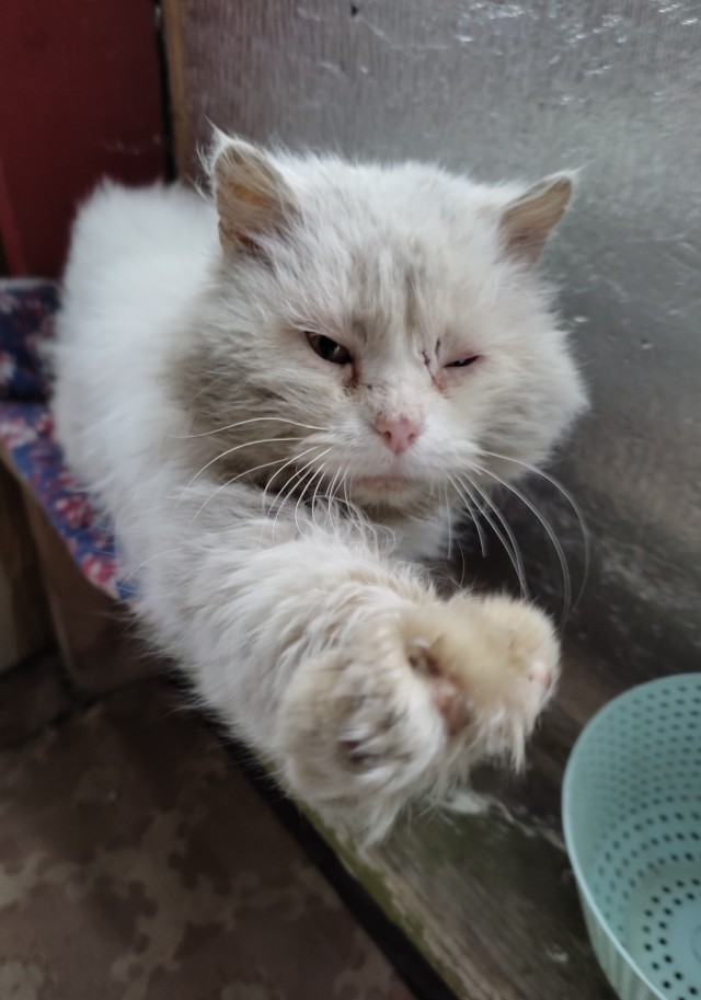 Котовторник! Пара фоток суровых котов.