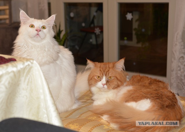 Спасение кота