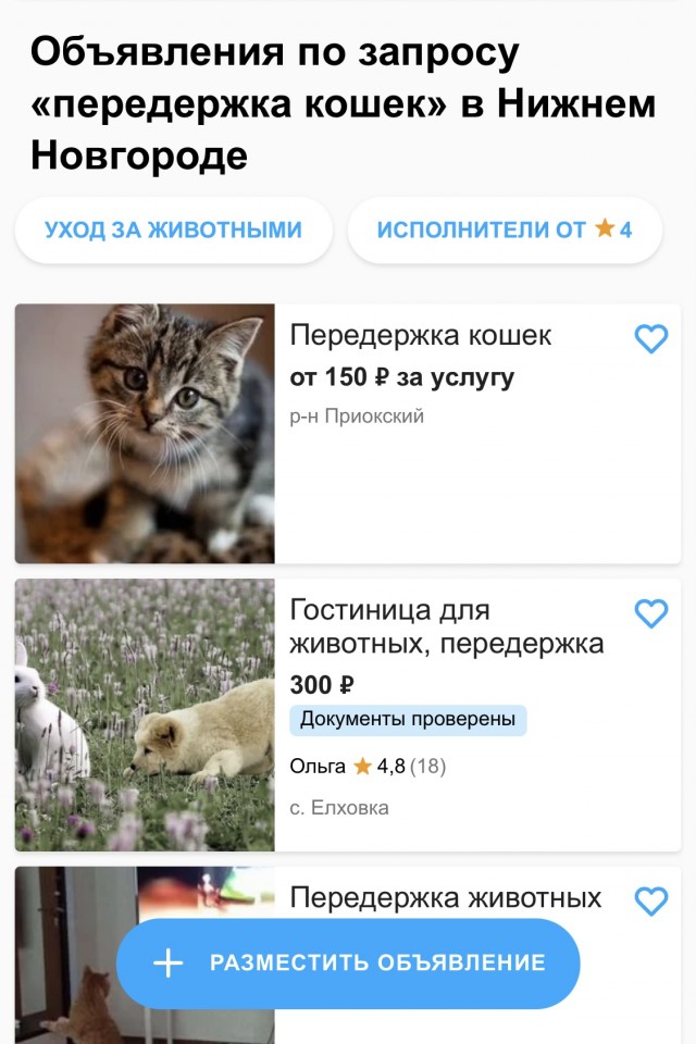 Нижегородец выкинул двух кошек рядом с приютом, потому что там отказали взять их на передержку