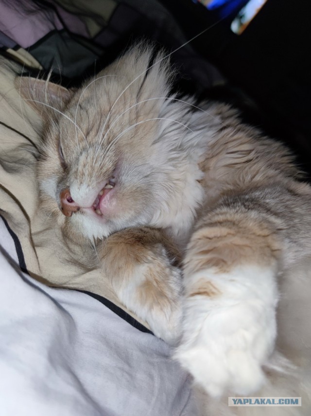 Котовторник 1.11.22