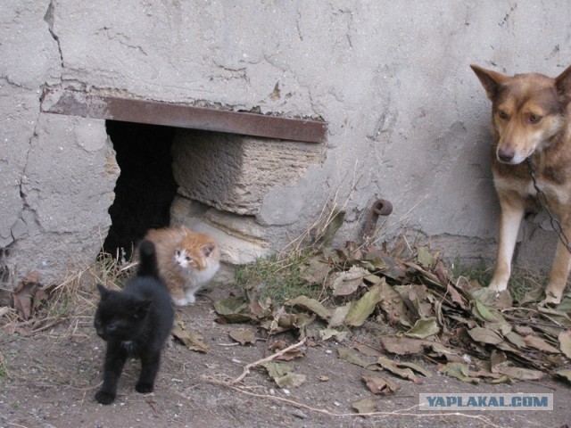 Детство и юность Васьки.