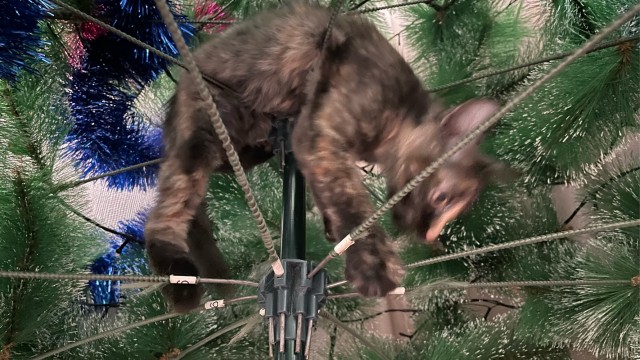 Мой уже нагулялся