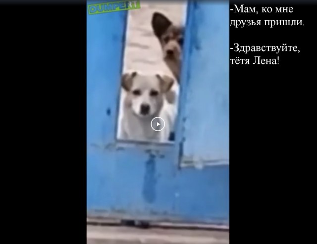 У собак много друзей