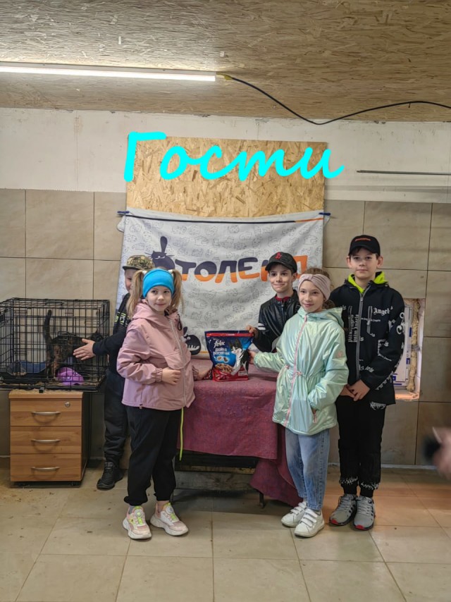 Жизнь домашнего приюта "Котоленд" 387